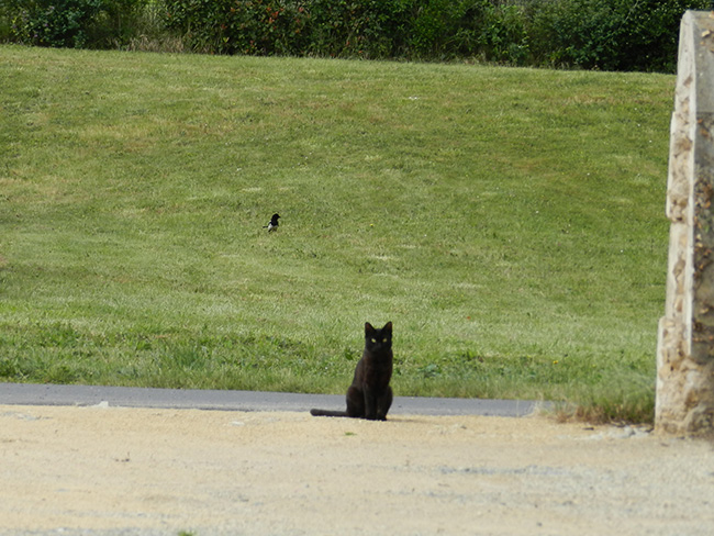Larnay-chats-libres-4