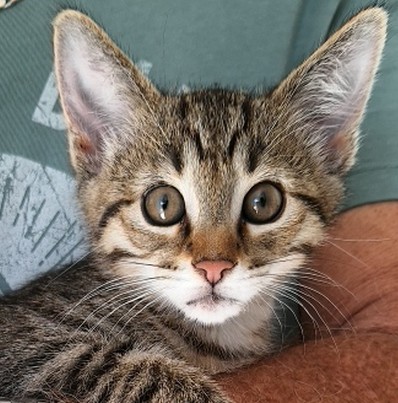 BORIS