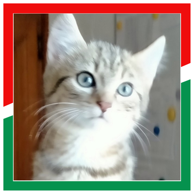 BIBI