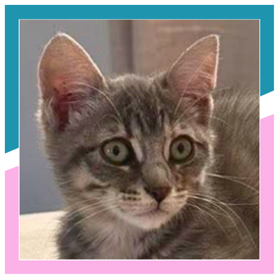 BUCCATI