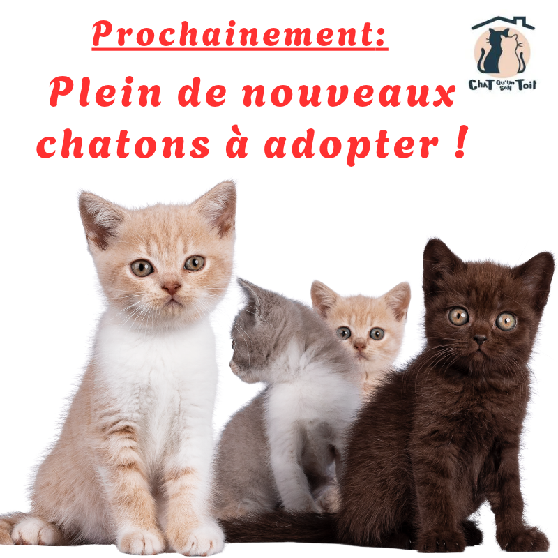 Bientôt à adopter !
